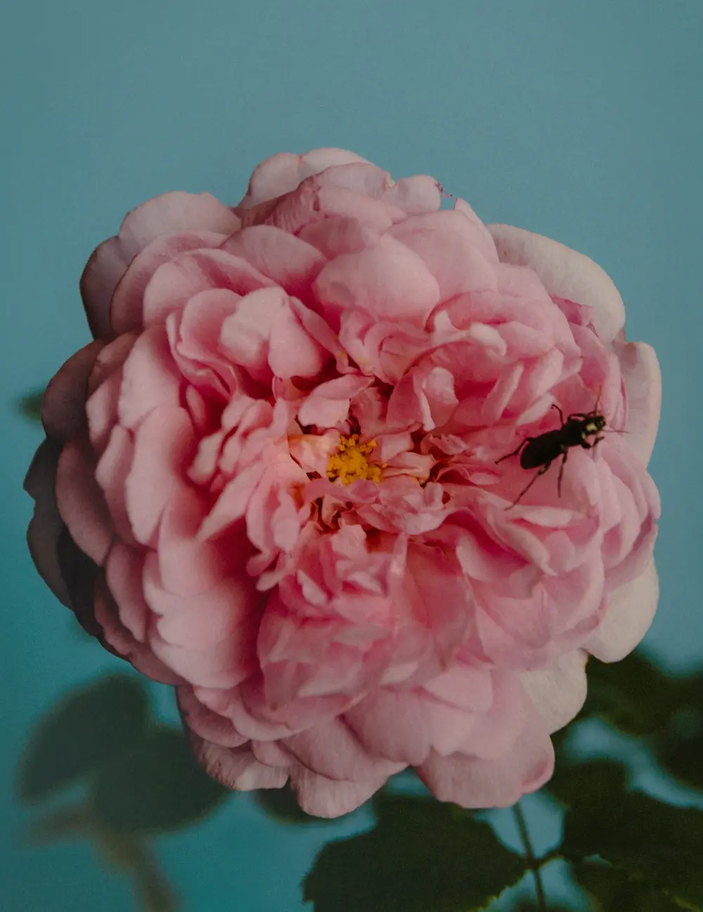 Perfumer H、幻想的なローズの香り「Rose With Insect」を10/23（木