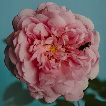Perfumer H、幻想的なローズの香り「Rose With Insect」を10/23（木