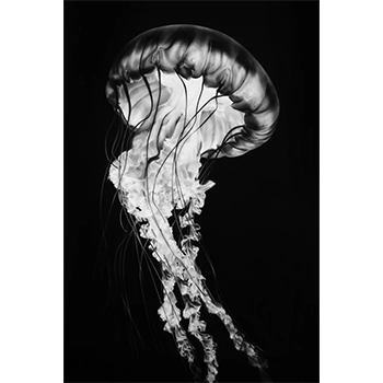 ロバート•ロンゴ Robert Longo by Carter Ratcliff ◽️Robert Longo